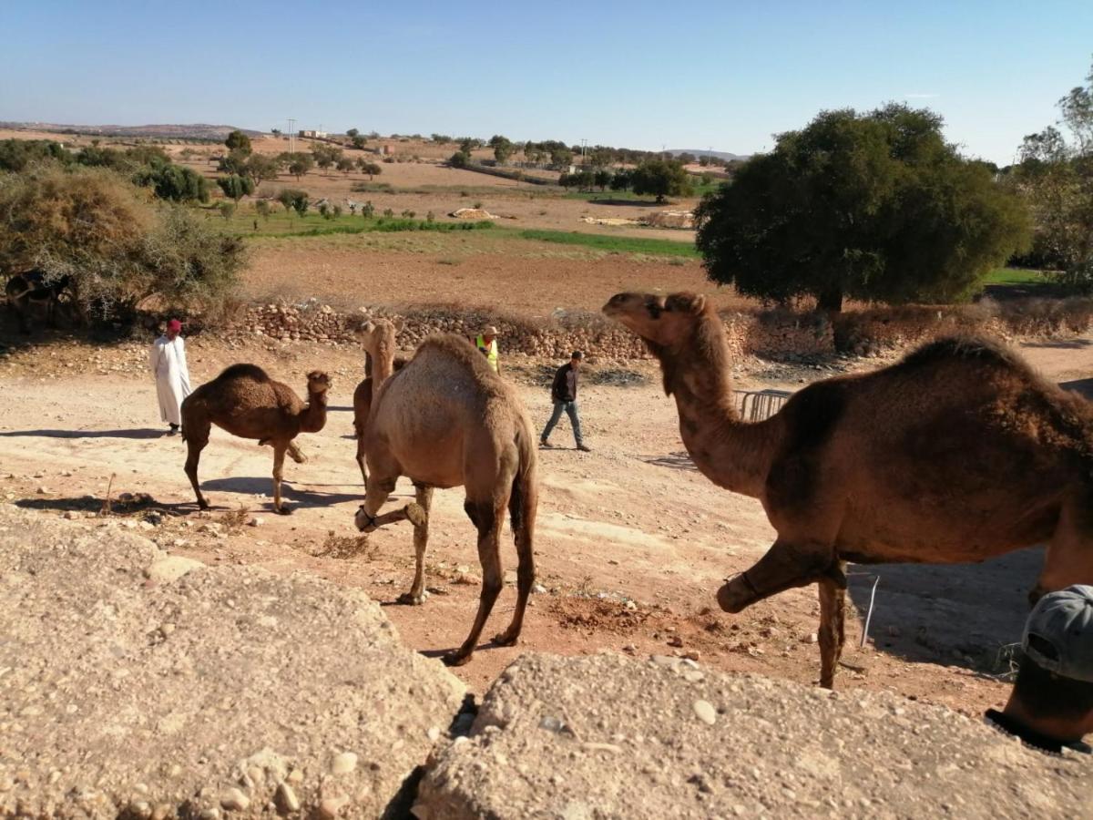 Gite Kasbah La Palmeraie Hotel Skoura Buitenkant foto