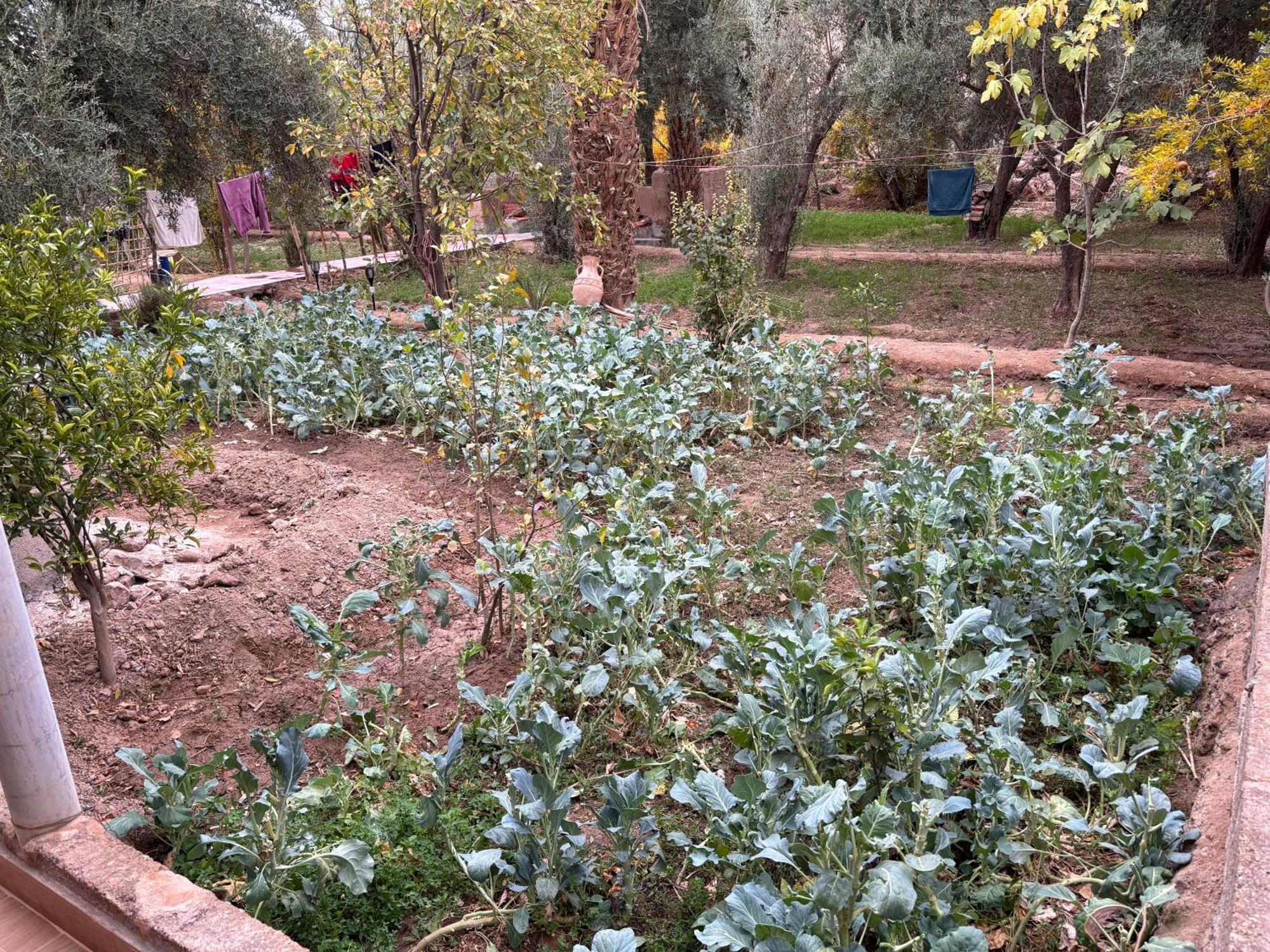 Gite Kasbah La Palmeraie Hotel Skoura Buitenkant foto