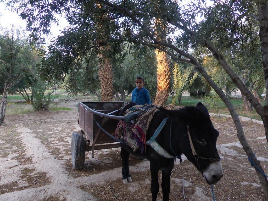 Gite Kasbah La Palmeraie Hotel Skoura Buitenkant foto