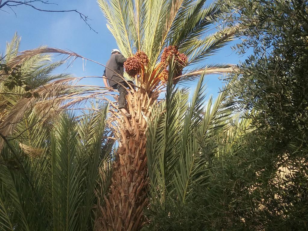 Gite Kasbah La Palmeraie Hotel Skoura Buitenkant foto